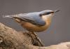 Nuthatch